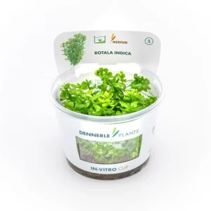 Indische Rotala, Rotala indica/Rotala bonsai, In Vitro Garantierte Lieferung